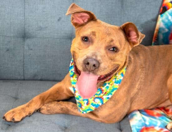 Pet of the week: Piglet